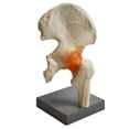 thumbnail image 1 of Premium Model Hip Joint - Eisco Labs, 1 of 1