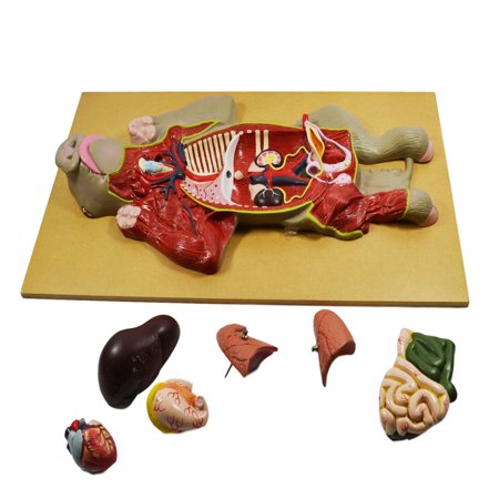 Premium Model Pig Dissection - Eisco Labs