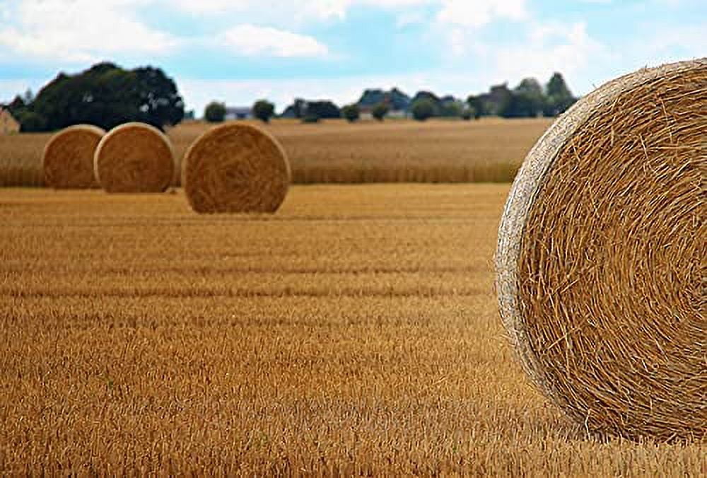 Premium Organic 100% Natural Straw for Animal Bedding, Garden Mulch, Compost & Fertilizer, and Grass Cover (8 lbs)