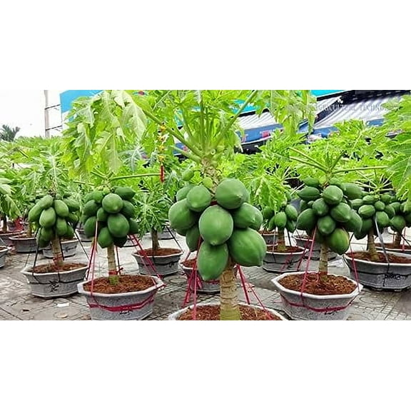 Premium Papaya Plant Soil Mix by Gardenera - Stimulate Growth and Elevate Fruitfulness with Nourishing Formula - 5 Quart