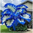 thumbnail image 1 of Premium Perennial - Elephant Ear Plants Bulbs - Easy Grow / Low Maintenance - Ideal for Garden, Plant Hangers, 1 of 4
