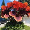thumbnail image 1 of Premium Perennial - Elephant Ear Plants Bulbs - Easy Grow / Low Maintenance - Ideal for Garden, Plant Hangers, 1 of 4