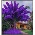 thumbnail image 1 of Premium Perennial - Elephant Ear Plants Bulbs - Easy Grow / Low Maintenance - Ideal for Garden, Plant Hangers, 1 of 4