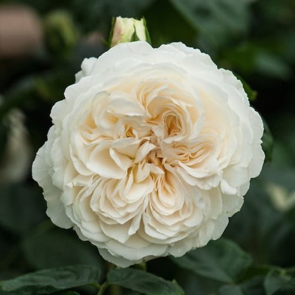 Premium Perennial - Rose Roots for Planting - Low Maintenance - Ideal for Garden Borders, Plant Hangers