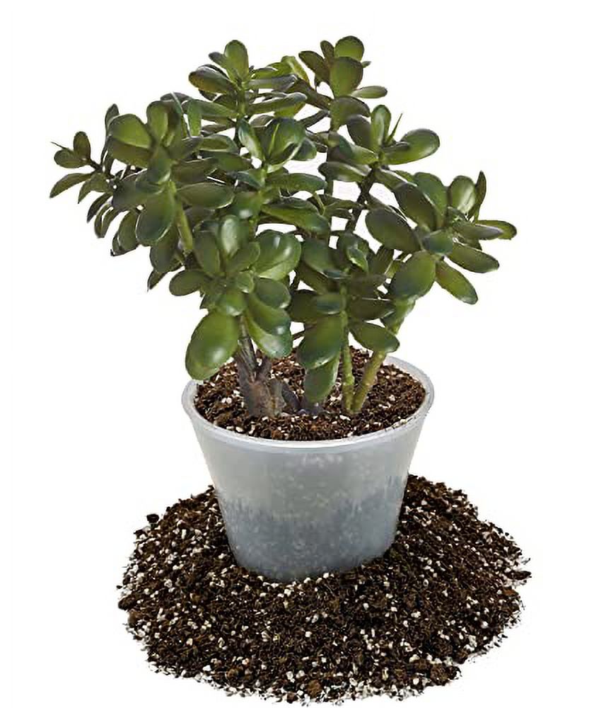 Premium Potting Soil Mix for Jade Plants 1 Quart A Perfect