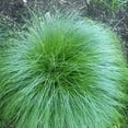 Premium Rough Fountain Dropseed Grass Seed, 200+ Seeds Native