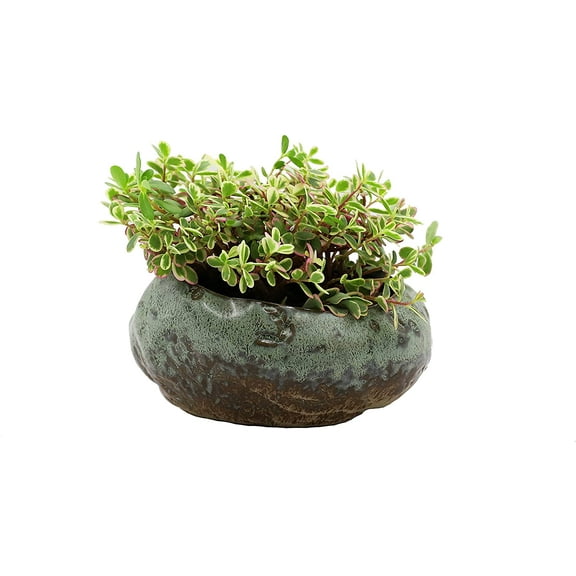 Premium Shallow Succulent Planter Pot, Ceramic with Decorative Patina Glaze, Kitchen, Living Room, and Home Decor