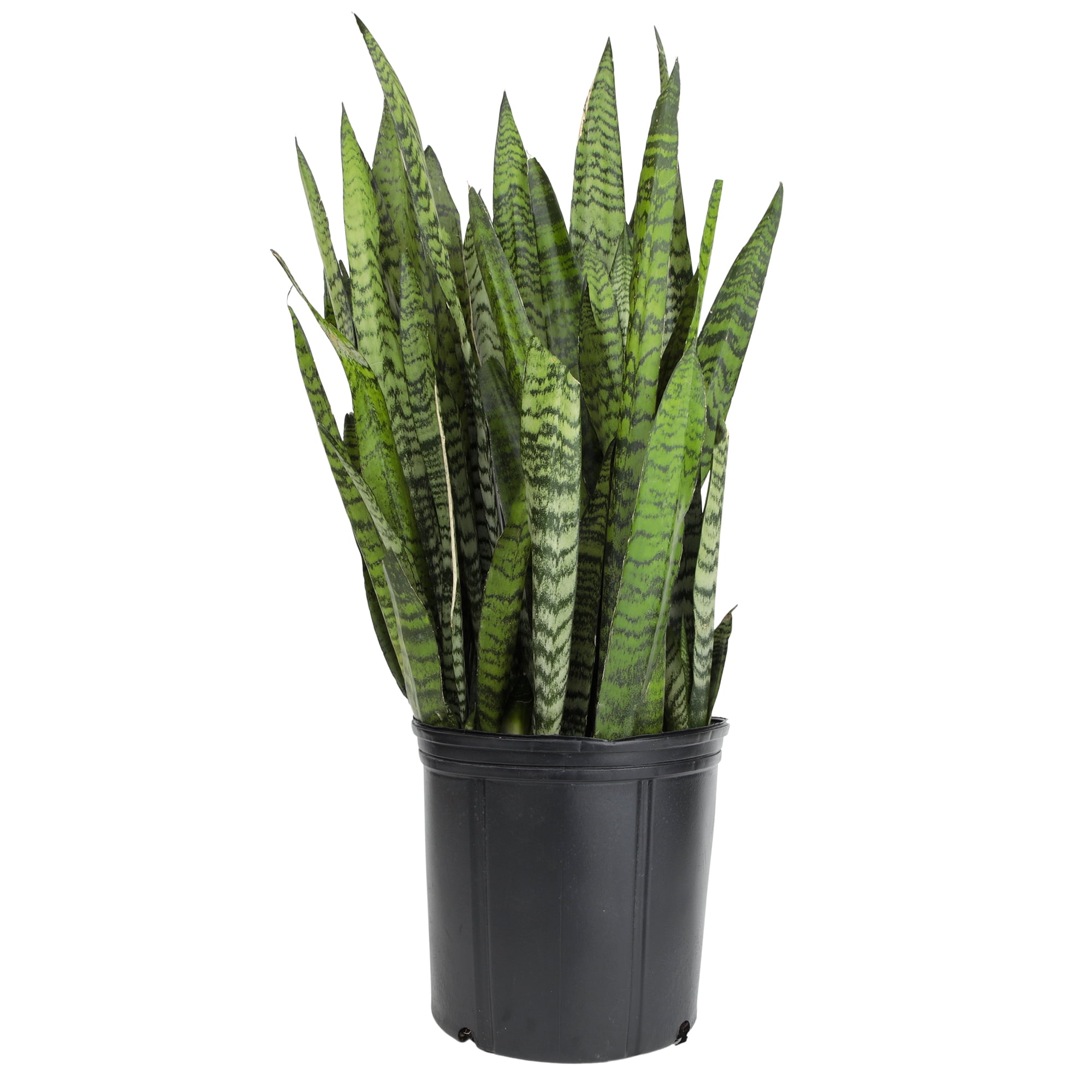 Premium Snake Plant (Sansevieria) in 10" Grower Pot, Live Plant, Grower's Choice Seasonal Selection