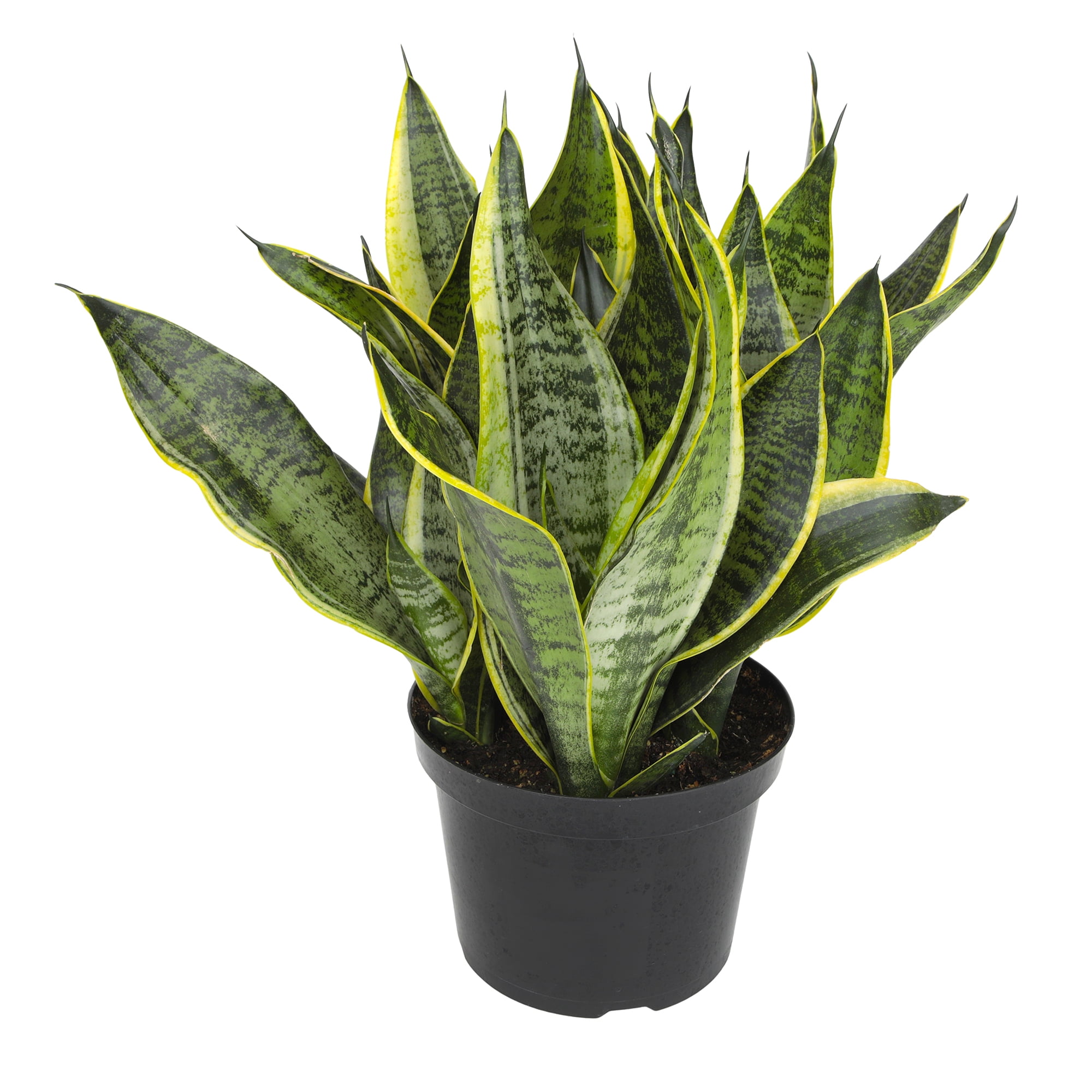 Premium Snake Plant (Sansevieria) in 8" Grower Pot, Live Plant, Grower's Choice Seasonal Selection