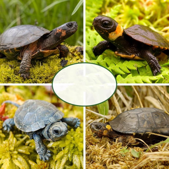 Premium Sphagnum Moss for Reptiles, Natural Dried Reptile Moss, Forest Moss for Terrarium, Peat Moss Bedding for Leopard Gecko Turtle Anoles Salamanders Orchids