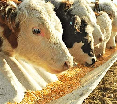 Premium Whole Corn Feed for Deer, Squirrels, Birds, Beef Cattles, Wildlife - 10LB (Double-Sealed)