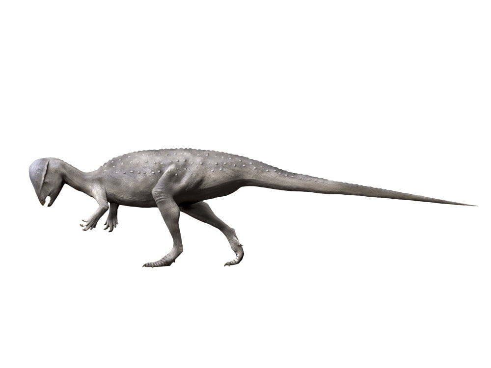 Prenocephale dinosaur Canvas Art - Nobumichi TamuraStocktrek Images (17 x 13)