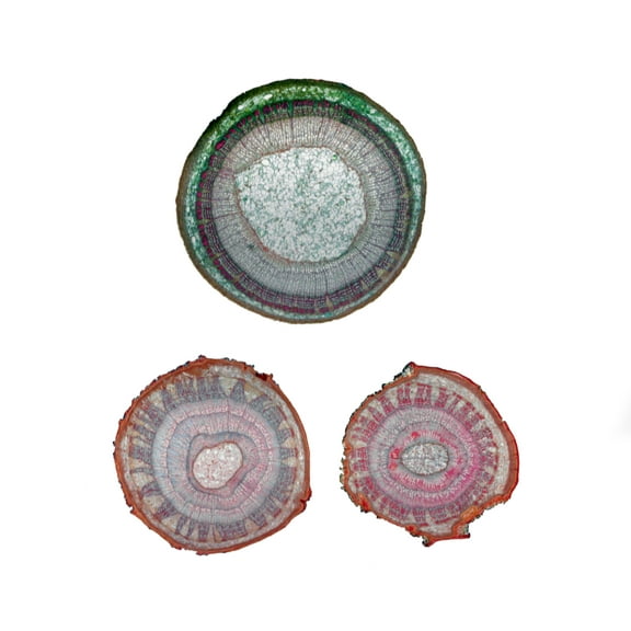 Prepared Microscope Slide, Basswood (Tilia) One, Two, and Three Years Old Stems, Cross Section.