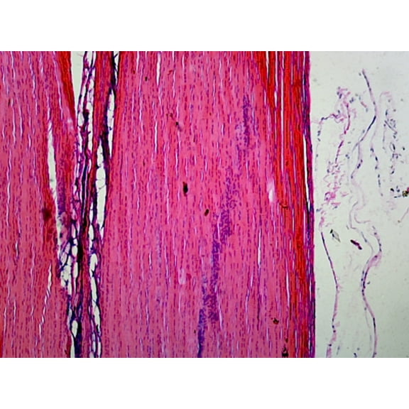 Prepared Microscope Slide Muscle-Tendon Junction, Mammalian, Longitudinal Section, H&E Stain.