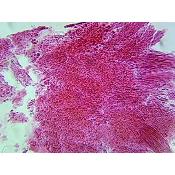 Prepared Microscope Slide for Education. Allium Cepa Root Tip Squash Whole-mount