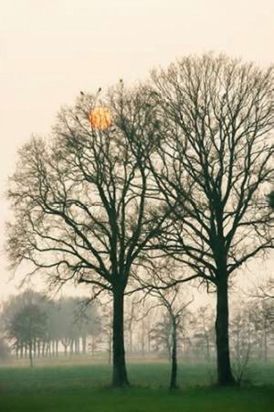 Preparing for Sunset Canvas Art - Lars Van de Goor (12 x 18)