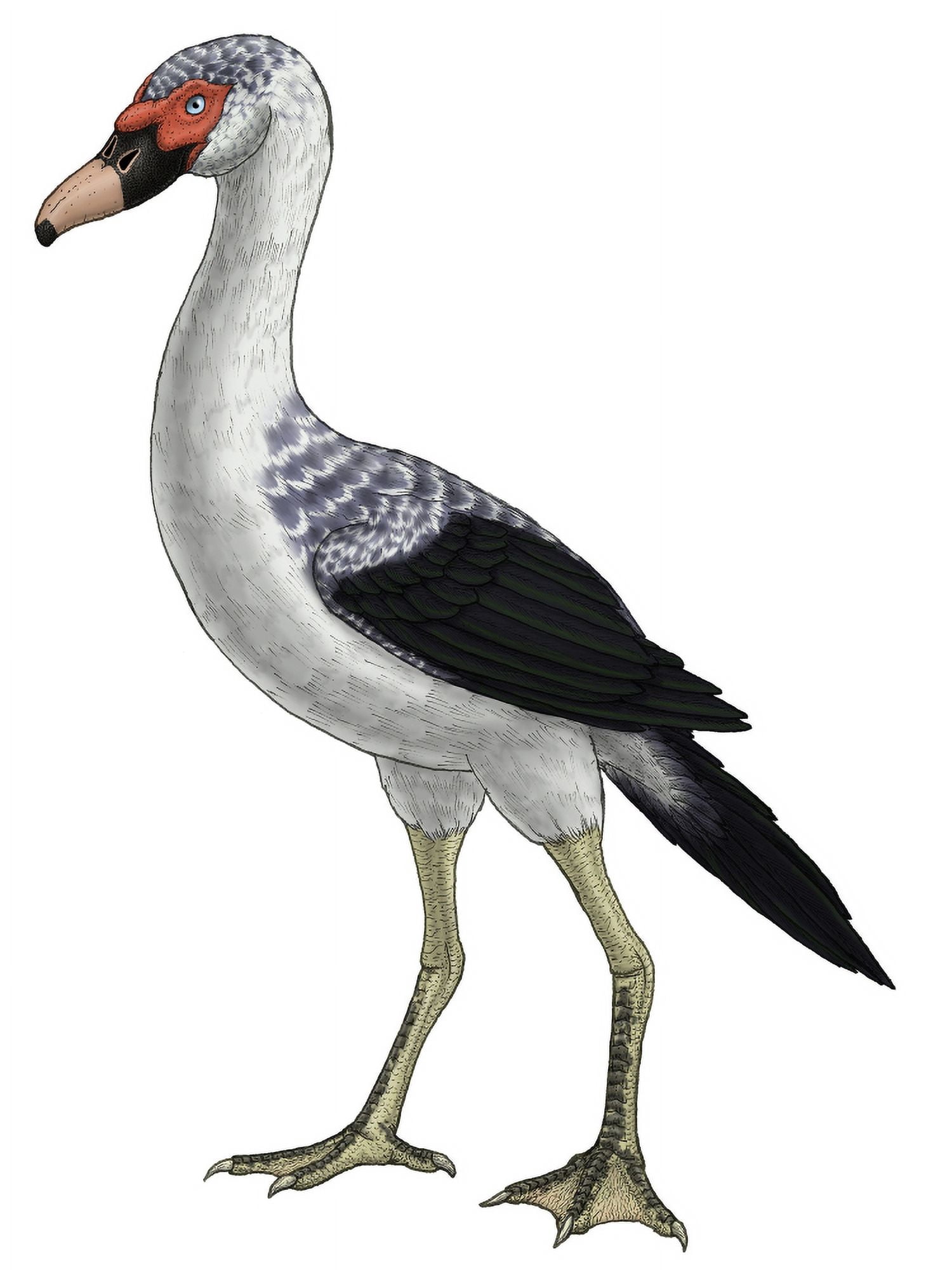 Presbyornis an extinct genus of anseriform bird Canvas Art - Vitor SilvaStocktrek Images (24 x 32)