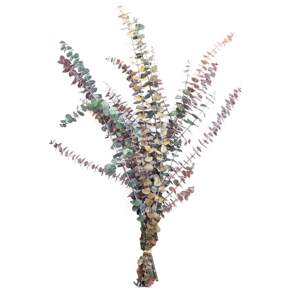 9 Stems Preserved Baby Eucalyptus Multi  20 - 22"