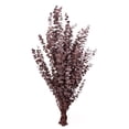 thumbnail image 1 of 9 Stems Preserved Baby Eucalyptus Red 20 - 22", 1 of 6