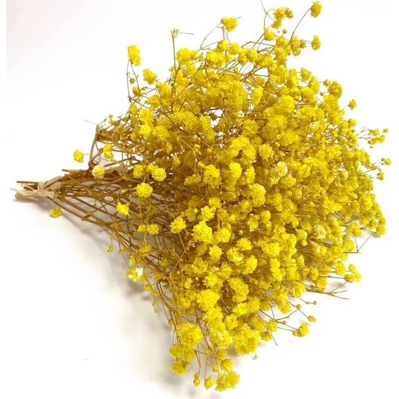 Preserved Baby's Breath 3 Bunches, 100% Natrual Fresh Gypsophila Long Lasting Flowers for Vase Arrangements Home Decoration Photo Props Parties and Weddings, DIY Décor-Yellow