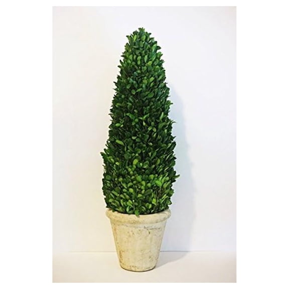 Preserved Boxwood Cone Tree - 24"