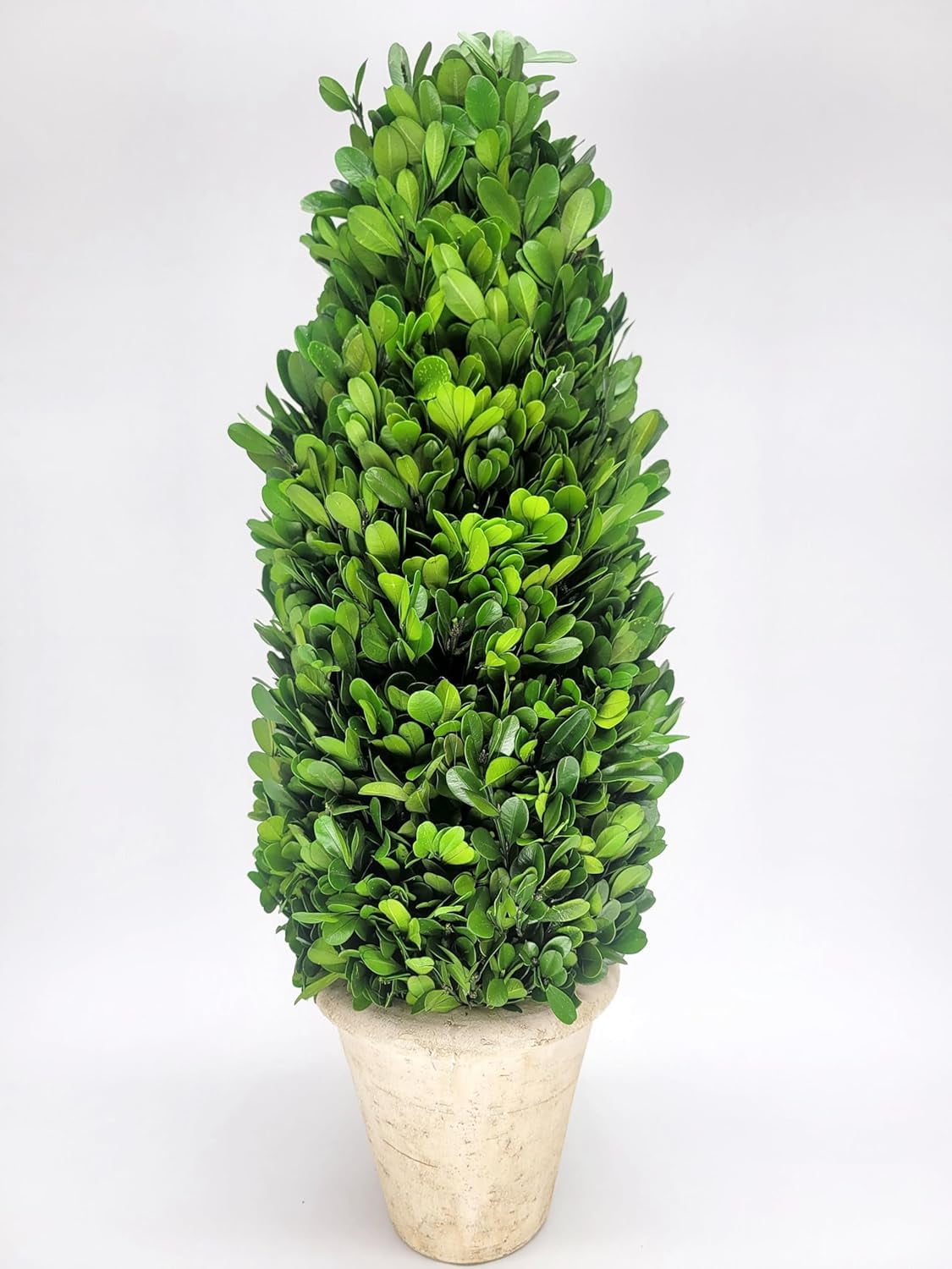 preserved-boxwood-cone-tree-topiary-20-walmart