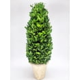 Preserved Boxwood Cone Tree Topiary 20 Walmart preserved-boxwood-cone-tree-topiary-20-walmart