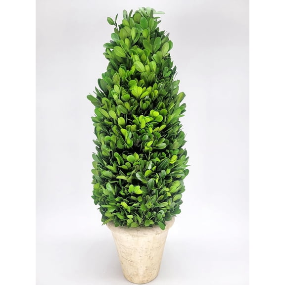 Preserved Boxwood Cone Tree Topiary 20"