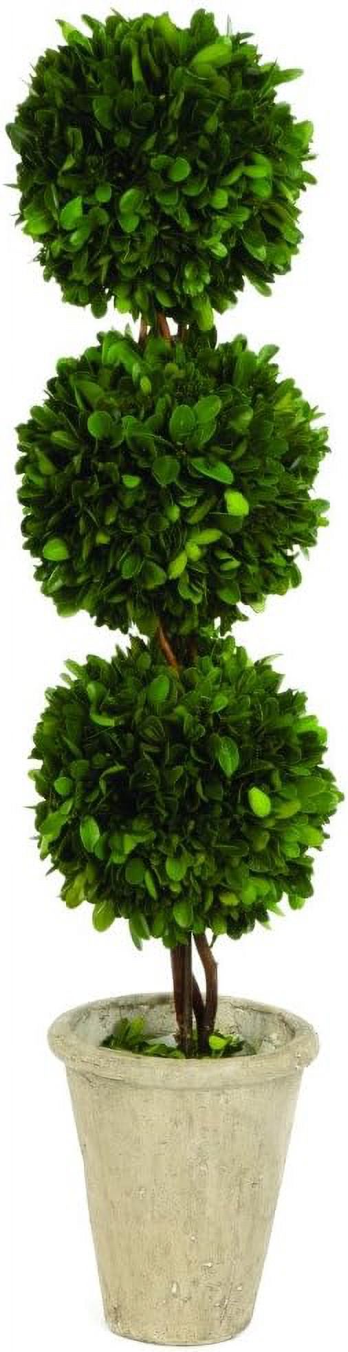 Preserved Boxwood Triple Topiary 26"