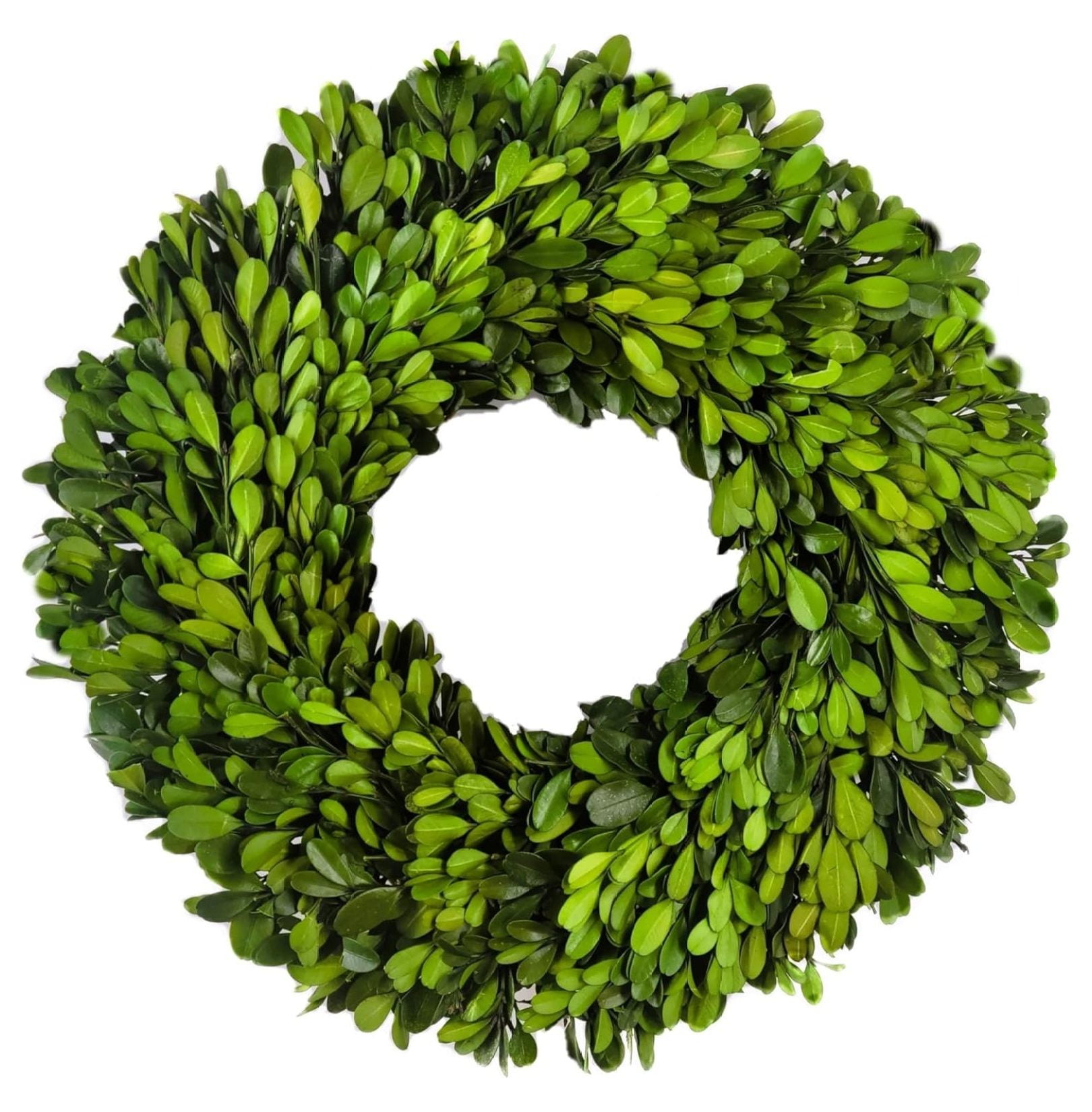 Preserved Boxwood Wreath 10inch