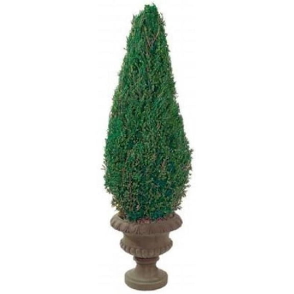 Preserved Cone in Paper Mache Pot 20 in.