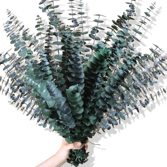 Preserved Dried Eucalyptus Stems, 17" Natural Fresh Eucalyptus Branches for Shower, Real Plant for Vase Filler, Dried Flowers Arrangement, Floral Home Decor(20 Pcs)