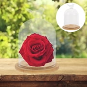 Preserved Flower Terrarium with Glass Cover and Seashells Display Case for Indoor Plants, Transparent Decorative Home