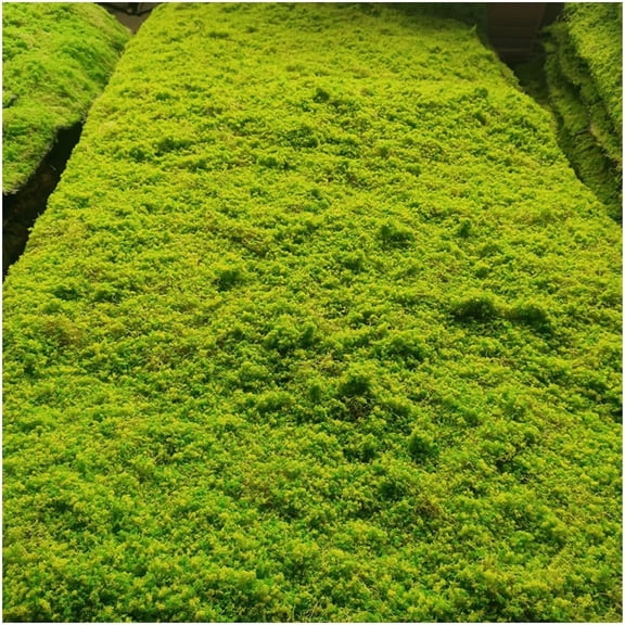 Preserved Moss Roll - Artificial Green Moss for Floral Arrangements, Model Railroads, and Woodland Party Decorations(Light Green)