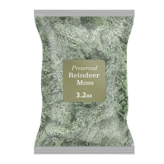 Preserved Reindeer Moss Grass Green 0.2 lb, by 90210 Kitchen and Bath