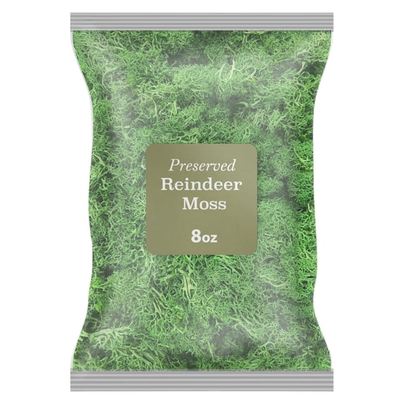 Preserved Reindeer Moss Green 0.5 lb, by 90210 Kitchen and Bath