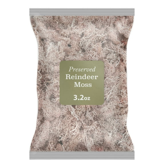 Preserved Reindeer Moss Pink 0.2 lb, by 90210 Kitchen and Bath