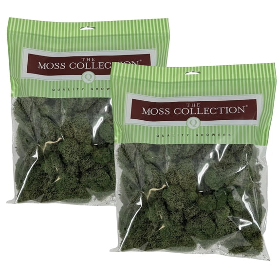 Preserved Reindeer Moss - Premium Decorative Moss for Crafts, Home Décor, Art, Design & DIY Projects - Real Moss - Non-Toxic, USA-Made (Basil, Medium (2-Pack)
