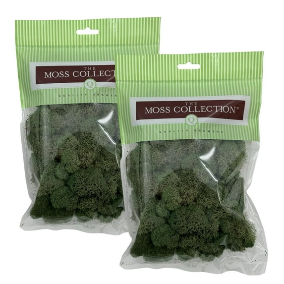 Preserved Reindeer Moss - Premium Decorative Moss for Crafts, Home Décor, Art, Design & DIY Projects - Real Moss - Non-Toxic, USA-Made (Basil, Small (2-Pack)