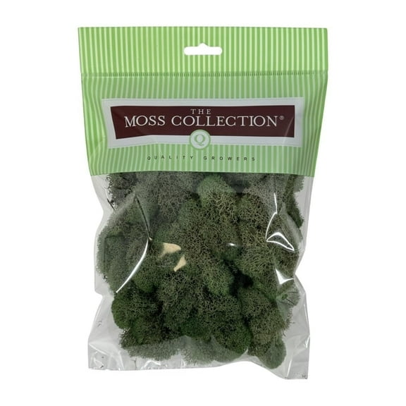 Preserved Reindeer Moss - Premium Decorative Moss for Crafts, Home Décor, Art, Design & DIY Projects - Real Moss- Non-Toxic - USA-Made (Basil, Small Size)