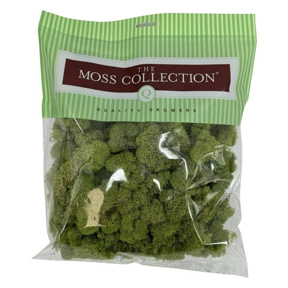 Preserved Reindeer Moss - Premium Decorative Moss for Crafts, Home Décor, Art, Design & DIY Projects - Real Moss - Non-Toxic, USA-Made (Spring Green, Medium Size)
