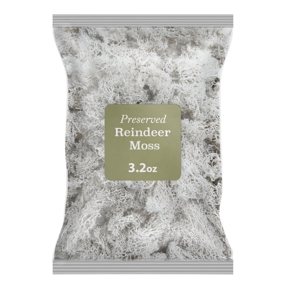 Preserved Reindeer Moss White 0.2 lb, by 90210 Kitchen and Bath