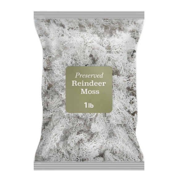 Preserved Reindeer Moss White 1 lb, by 90210 Kitchen and Bath
