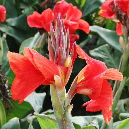 The President Canna Flower Bulbs - 3 Bulbs per Pack - Attracts Butterflies and Hummingbirds - Deer Resistant - Grows Well In Containers - Easy to Grow Live Plants - Outdoor Garden