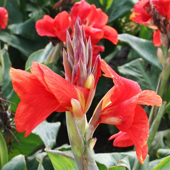 The President Canna Flower Bulbs - 3 Bulbs per Pack - Attracts Butterflies and Hummingbirds - Deer Resistant - Grows Well In Containers - Easy to Grow Live Plants - Outdoor Garden