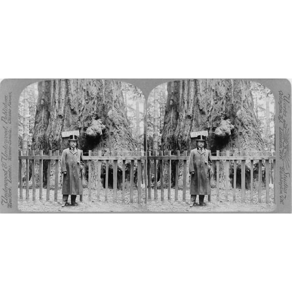 President Roosevelt Standing Before The Forest King In Big Tree Grove History (36 x 24)