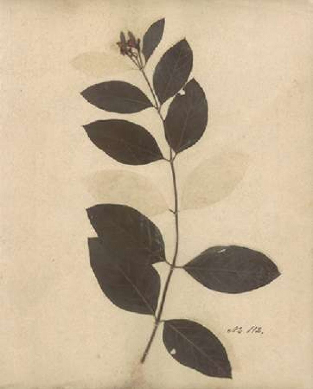 Pressed Botanical I Canvas Art - Kimberly Poloson (20 x 24)