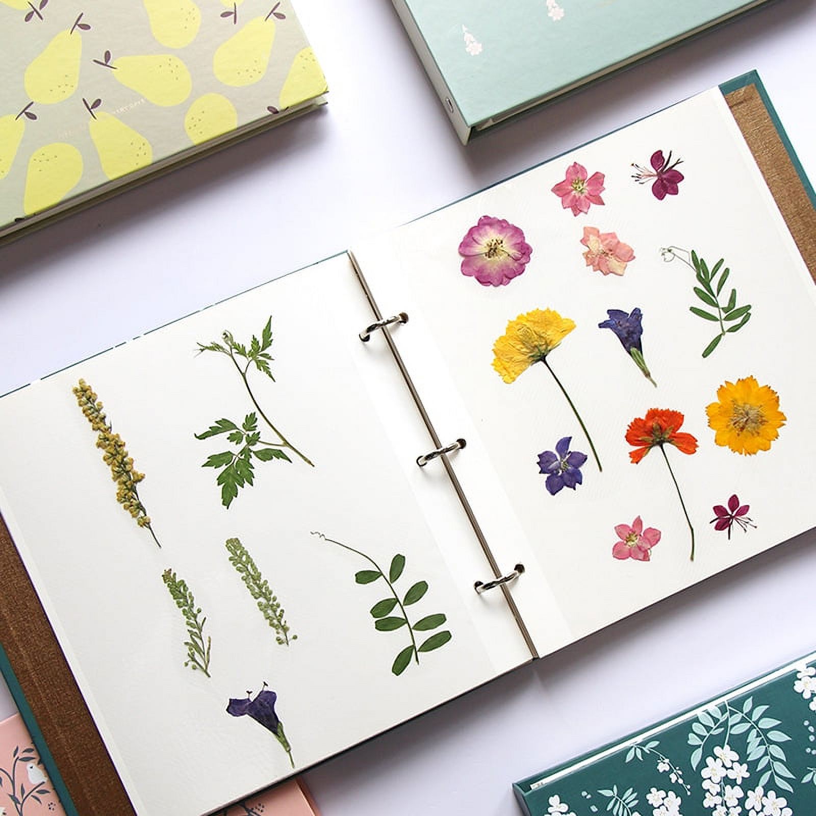 Pressed Flower Photo Album Plant Specimen Collection Album Leaves Plants Specimen Holder