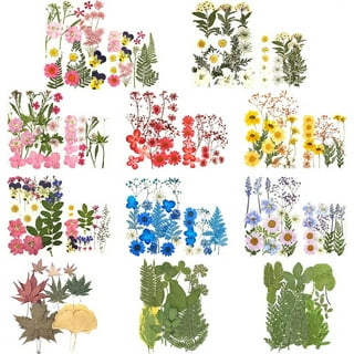 Buy 137 Real Dried Pressed Flowers for Crafts - Dry Natural Preserve Sealed  Assorted Flower - Colorful Daisies Hydrangea Leaves Diy Craft Candle Resin  Accessories Jewelry Pendant Scrapbook Decors Nail Art Online at  desertcartINDIA