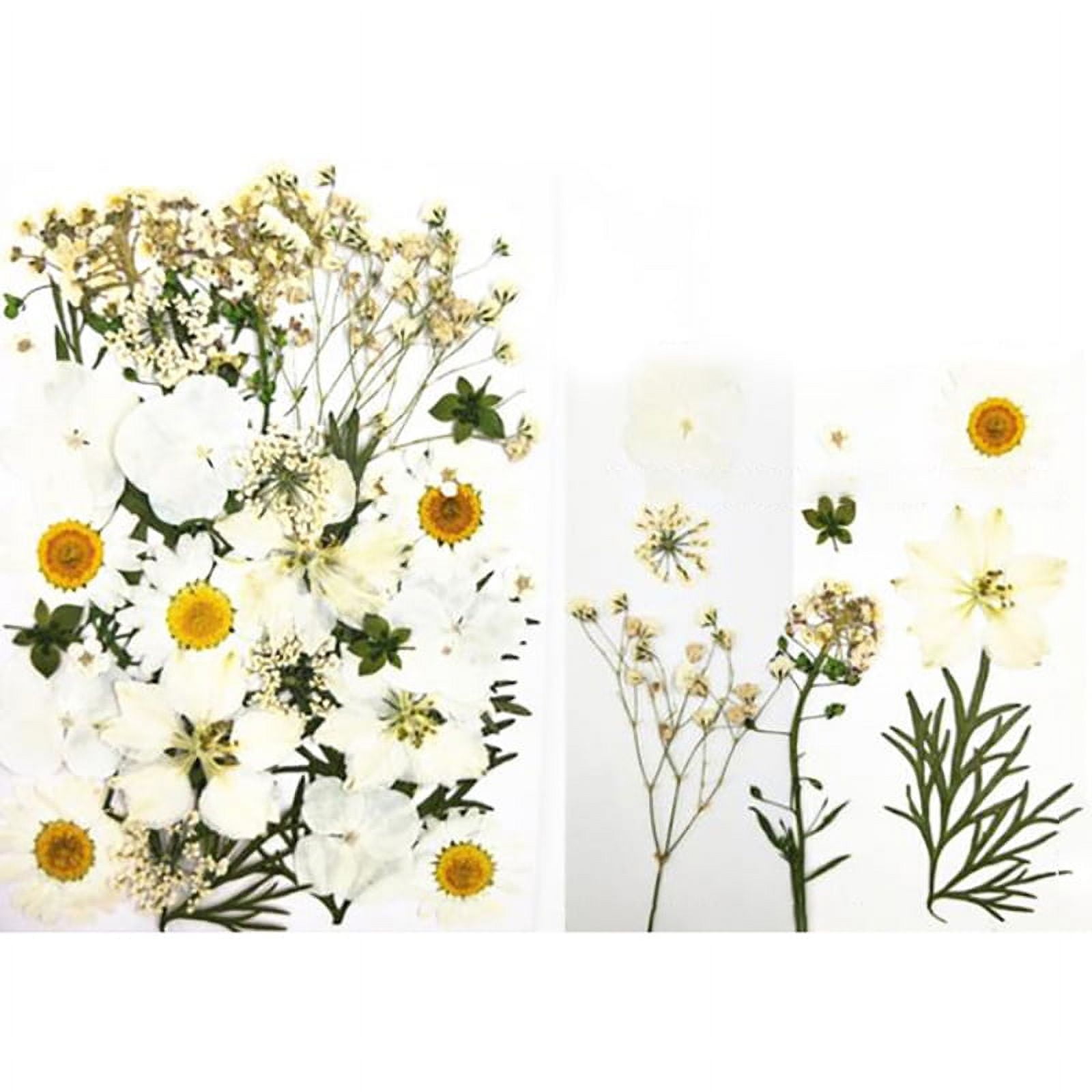 20 PCS / Pack Mix Color Daisy Pressed Daisies Dried Daisy Flower Real  Natural Dry Daisy Preserved Wild Flowers Flat Dry Petals Floral 